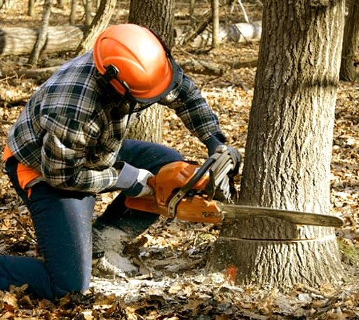 Tree Removal in Whitewood, VA